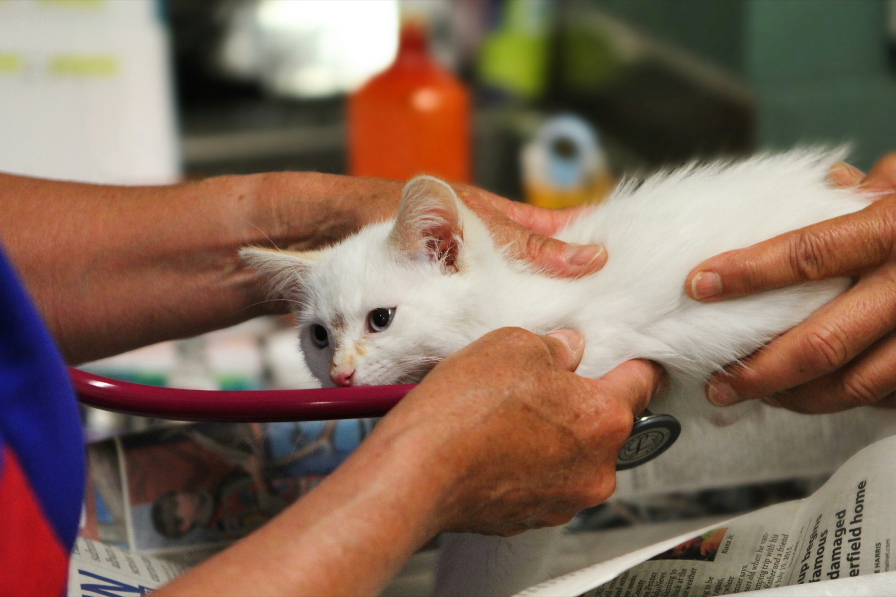 A white kitten being examined by a veterinary professional