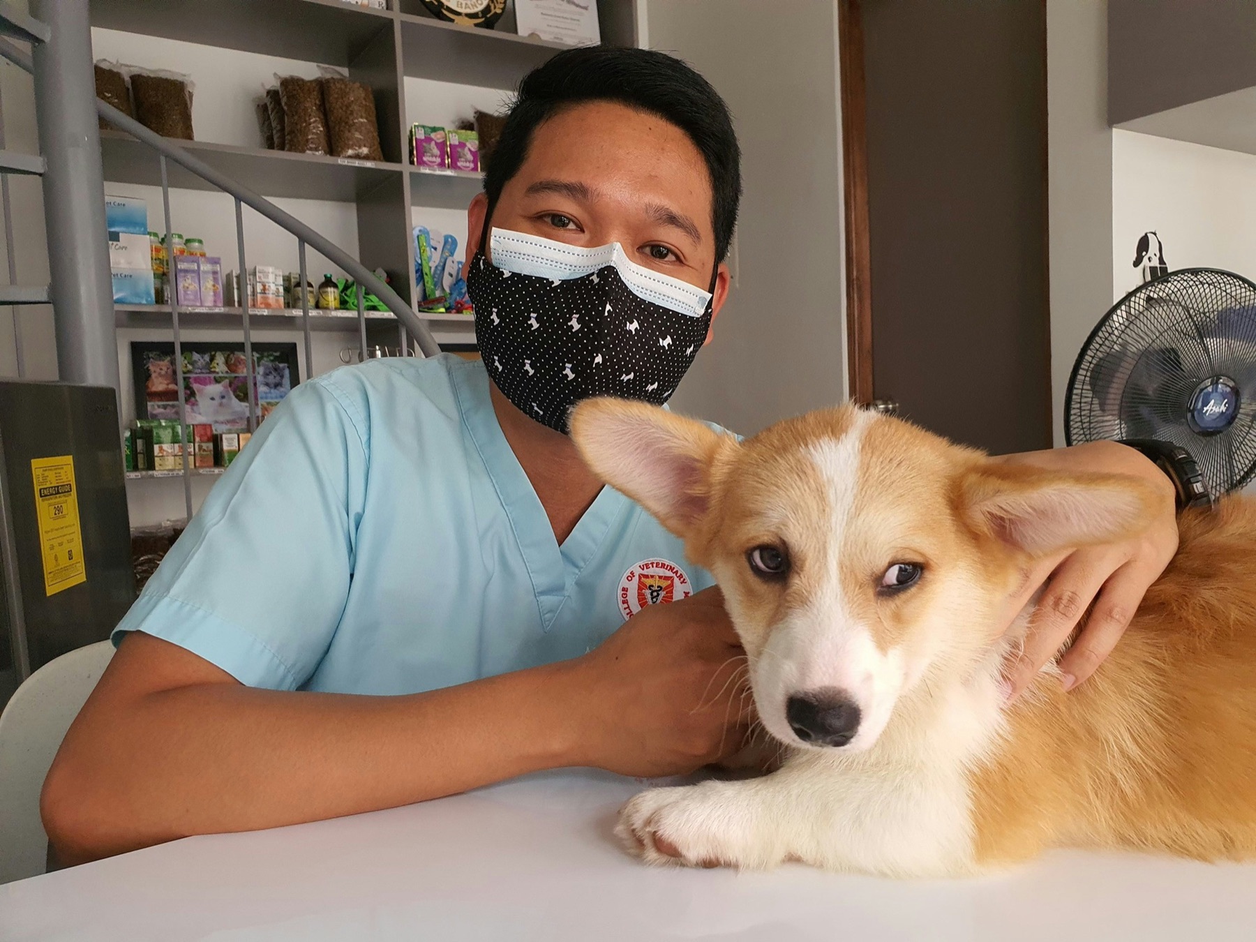 Veterinary care for a dog