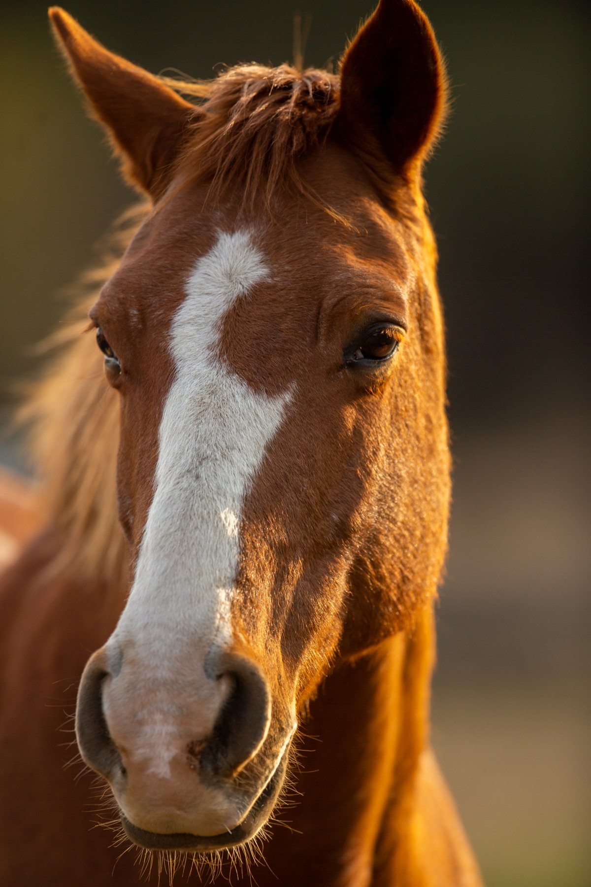 A chestnut horse in warm evening light