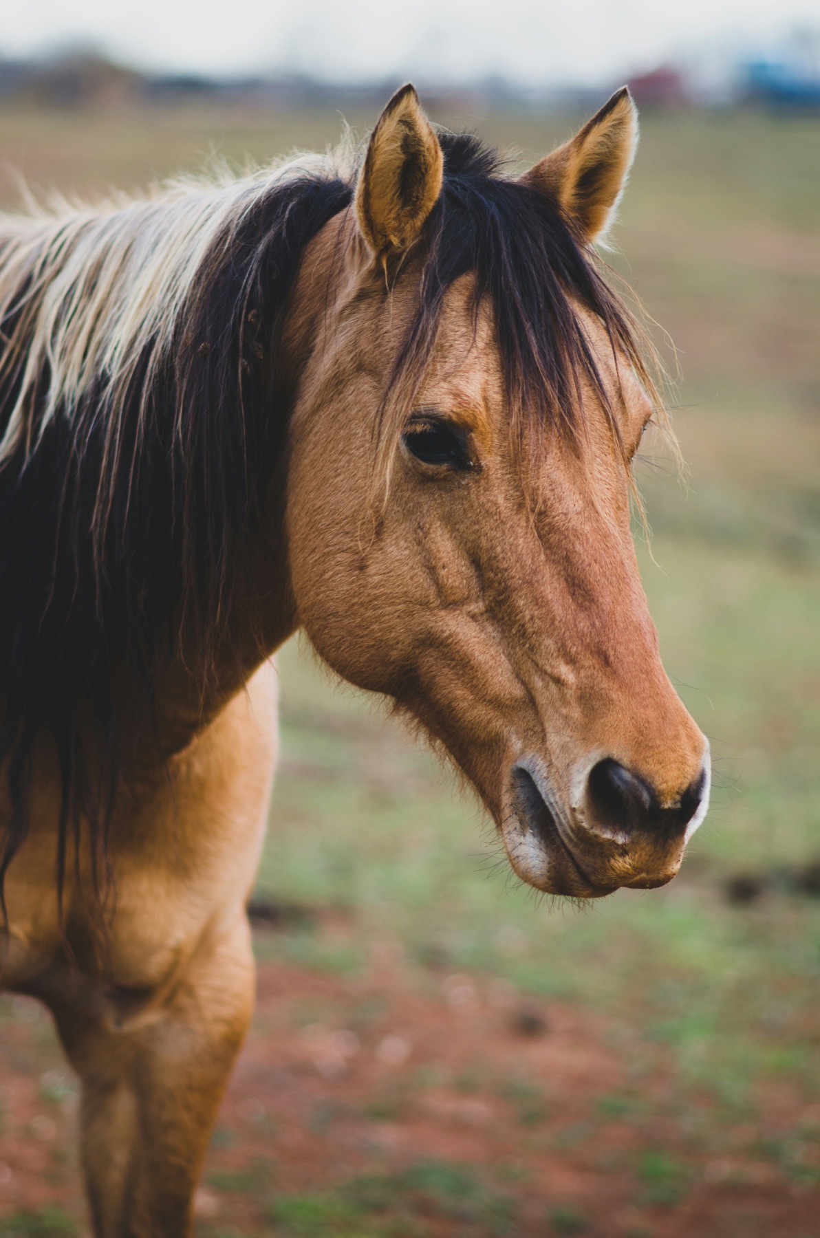 A horse in a rural setting