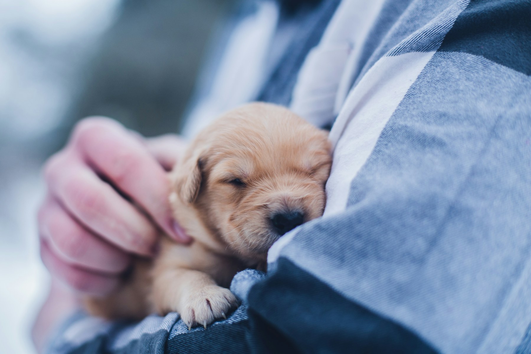 A sleeping brown puppy being held close
