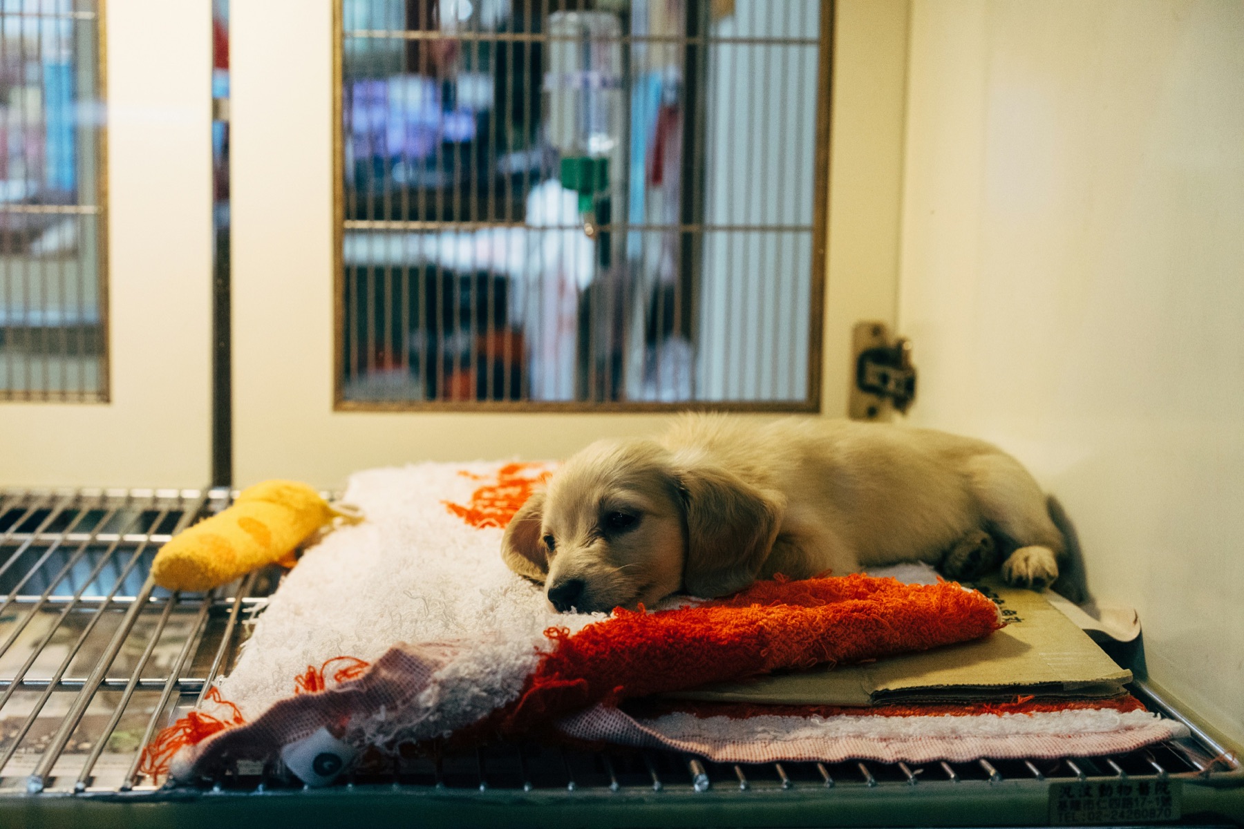 A puppy resting in a veterinary clinic kennel